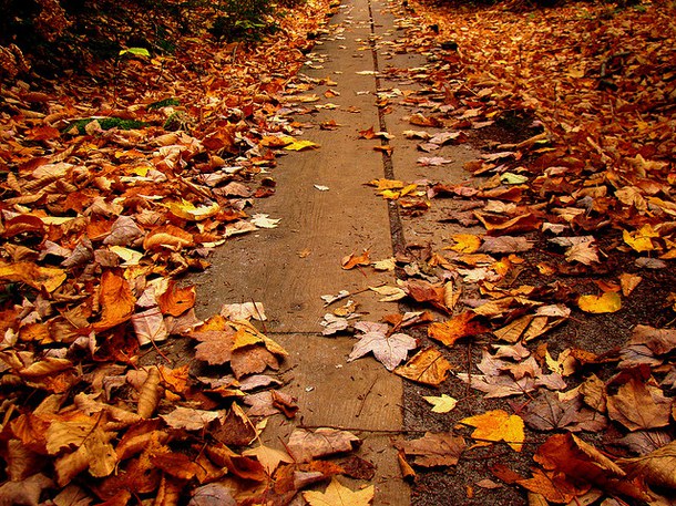 fall-leaves-season-i-autumn-Favim.com-2132233.jpg